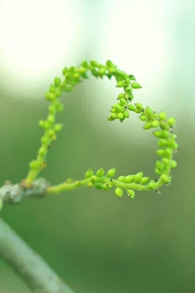 Quý Nhân - Nguyên Lý Winston Man